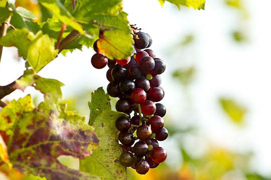 在线手机号轰炸软件